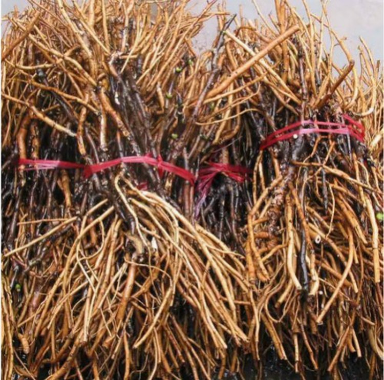 product-500-495 product-500-495