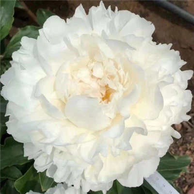 Skål med gräddpion