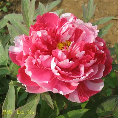 Flerfärgade pionplantor