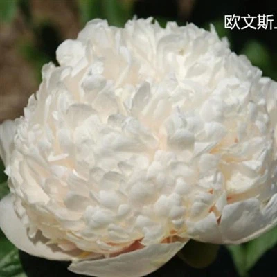 Pion Överste Owen Cousins